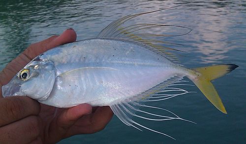 Fringefin trevally